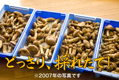 ���� �ޤĤ����μ̿� ��/����/Ĺ�